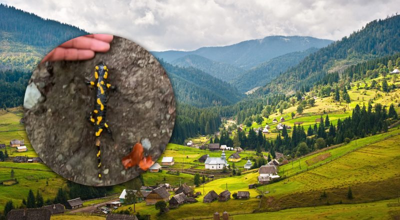Руками краще не чіпати: в Карпатах живе небезпечна та отруйна тварина
