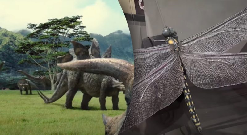 Размер имеет значение: ученые назвали самое большое существо в мире