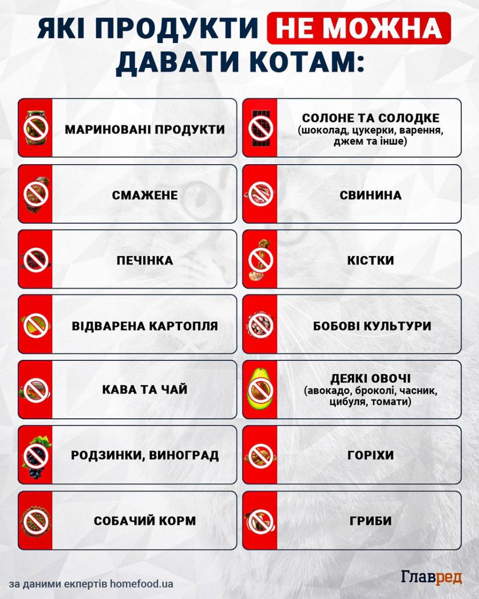 Які продукти не можна давати котам Які продукти не можна давати котам