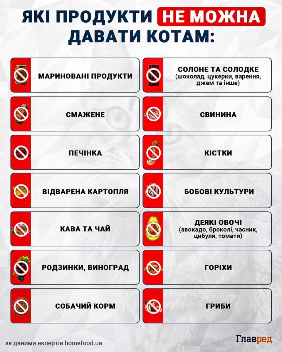 Які продукти не можна давати котам