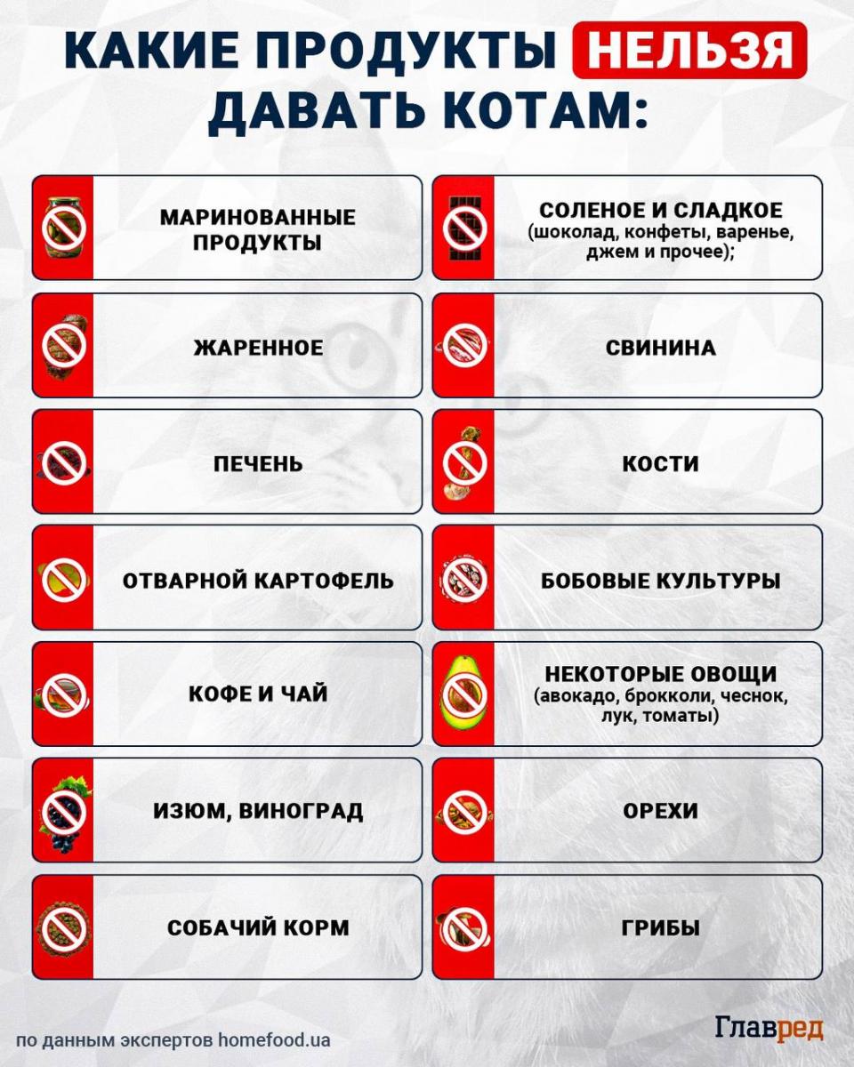 Какие продукты нельзя давать котам