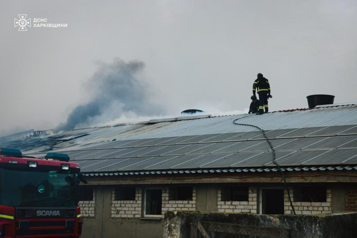 На Харківщині дрон РФ знищив 13 тисяч свиней На Харківщині дрон РФ знищив 13 тисяч свиней