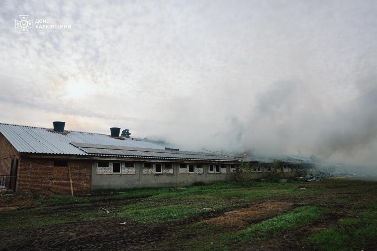 На Харківщині дрон РФ знищив 13 тисяч свиней На Харківщині дрон РФ знищив 13 тисяч свиней