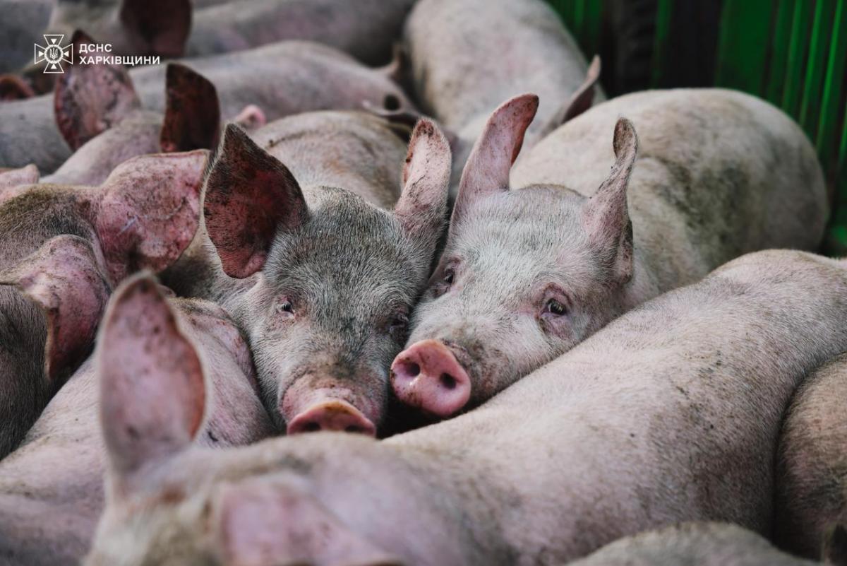 На Харківщині дрон РФ знищив 13 тисяч свиней На Харківщині дрон РФ знищив 13 тисяч свиней