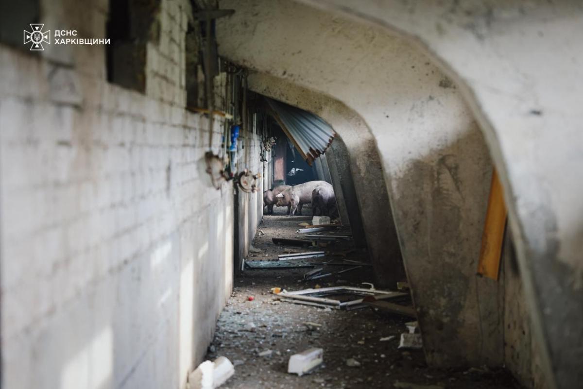 На Харківщині дрон РФ знищив 13 тисяч свиней На Харківщині дрон РФ знищив 13 тисяч свиней