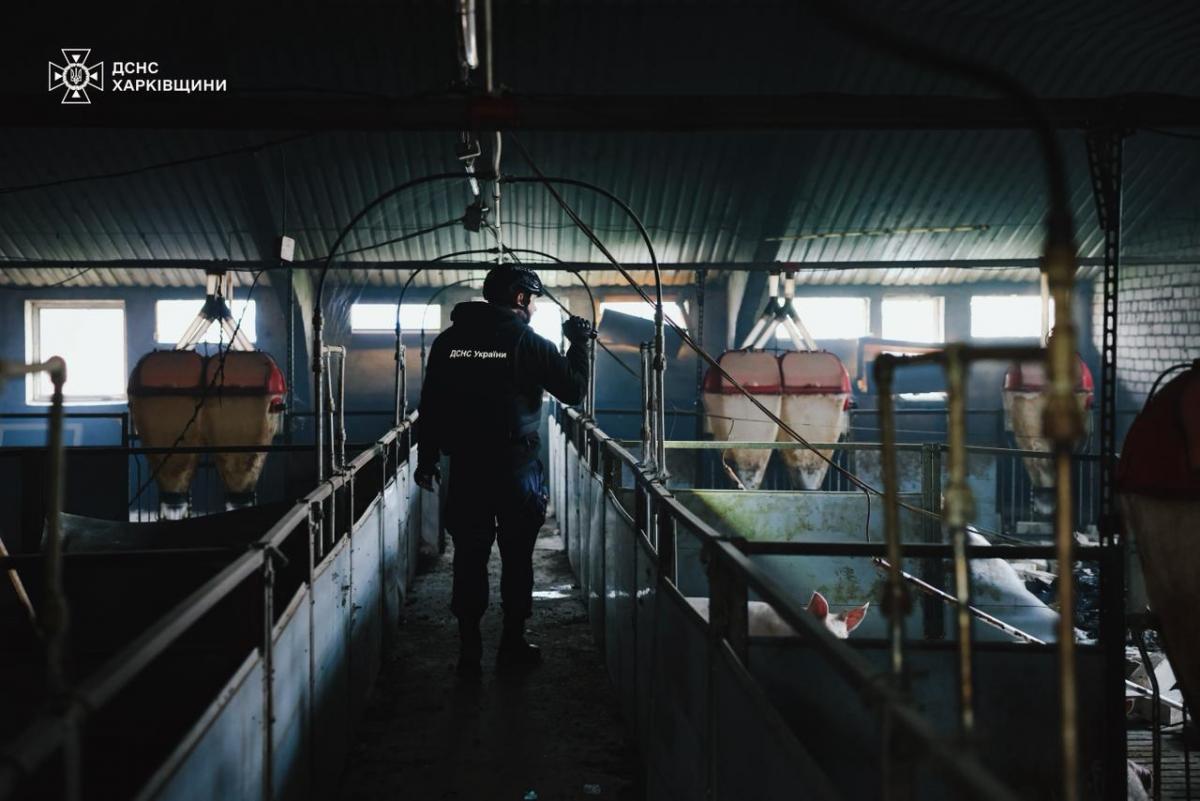 На Харківщині дрон РФ знищив 13 тисяч свиней На Харківщині дрон РФ знищив 13 тисяч свиней
