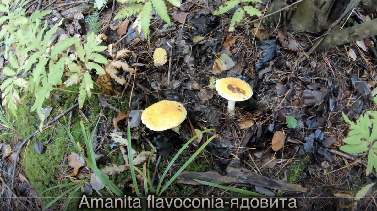 Гриби сімейства Amanita отруйні Гриби сімейства Amanita отруйні