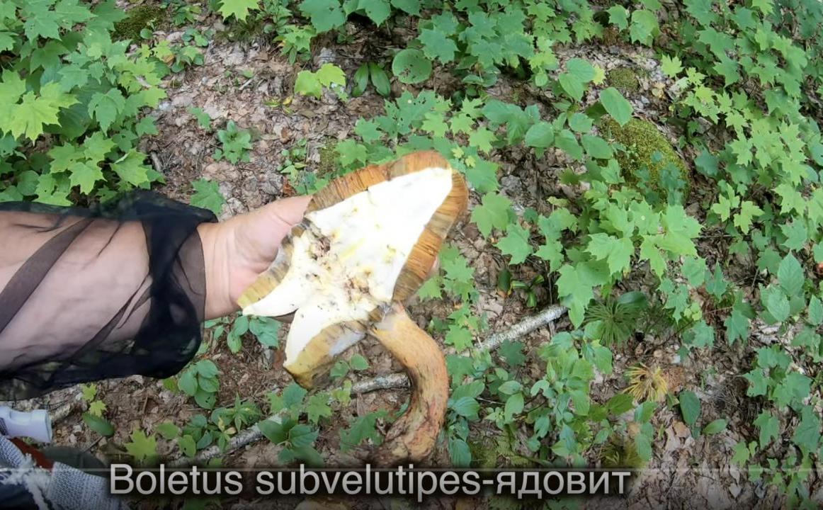 Отруйний гриб Отруйний гриб