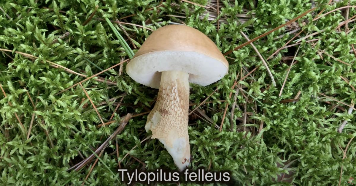 Гірчак (Tylopilus felleus) Гірчак (Tylopilus felleus)