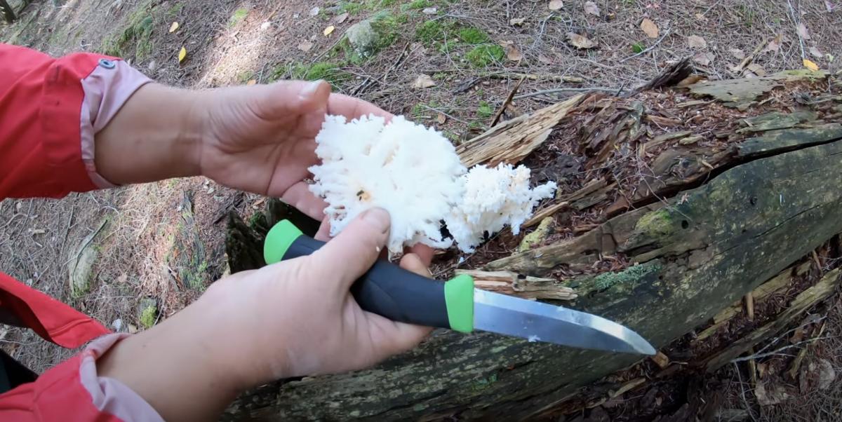 Hericium coralloides Hericium coralloides