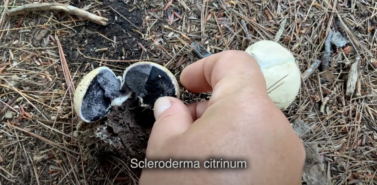 Склеродерма Склеродерма