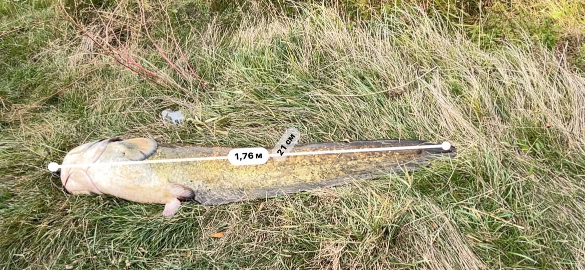 На Вінниччині рибалка спіймав трофейну рибу: 'річковий монстр' важить 40 кг На Вінниччині рибалка спіймав трофейну рибу: 'річковий монстр' важить 40 кг