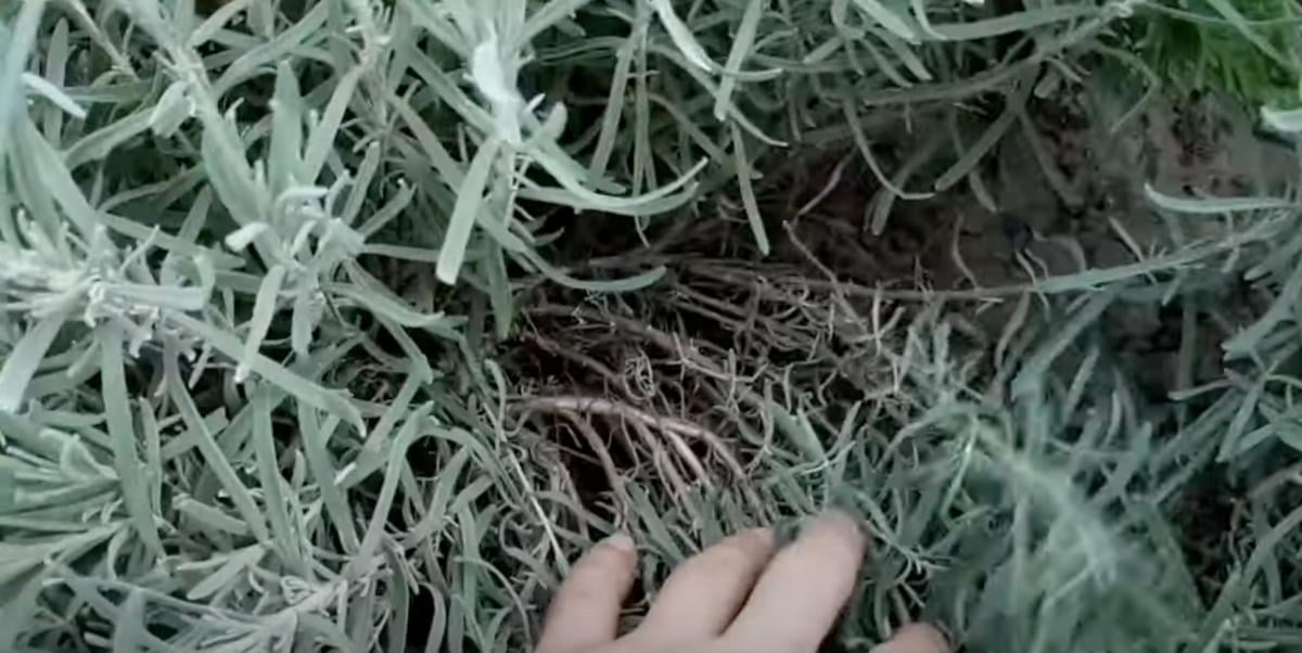 Скриншот Скриншот