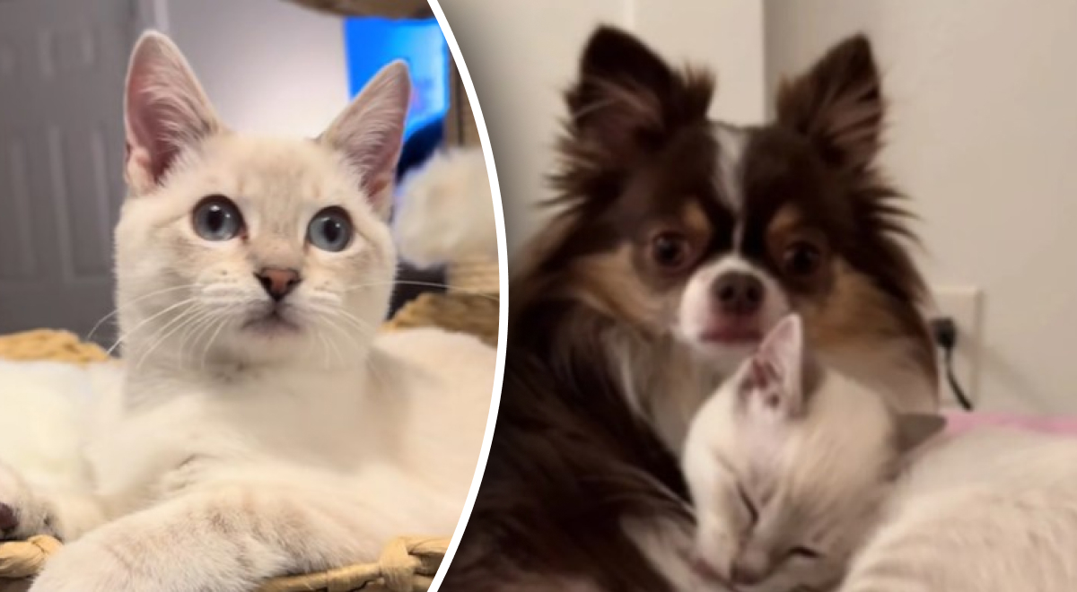 Котенок начал полностью копировать поведение собаки