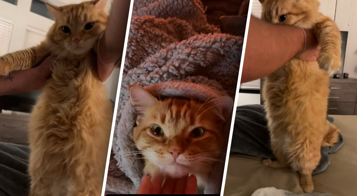 Девушка хотела контролировать режим питания питомцев