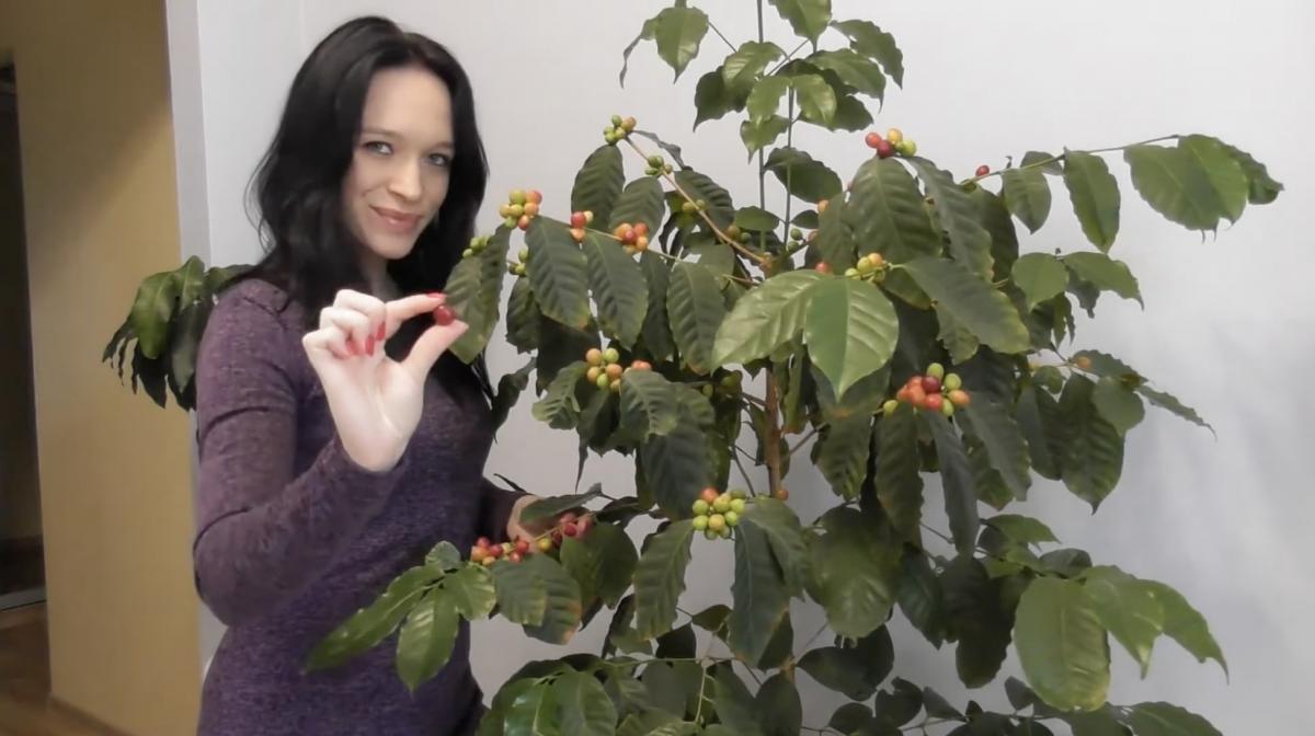 Стиглі кавові зерна  Стиглі кавові зерна