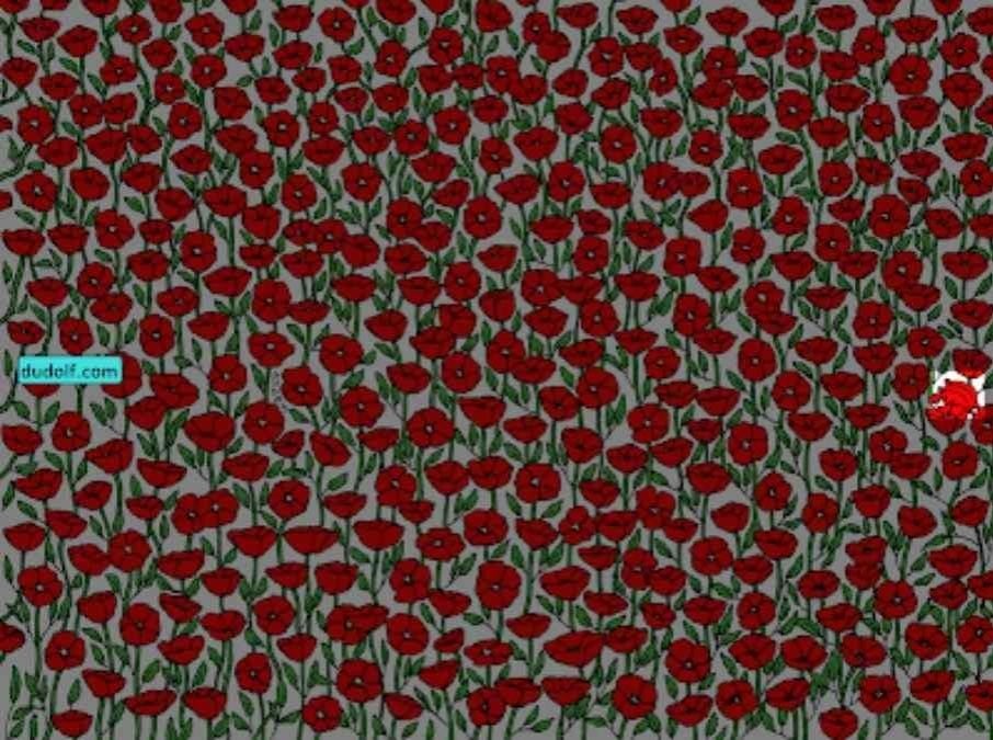 Лише суперуважні знайдуть краба на картинці: перевірте свій IQ за 25 секунд