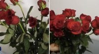 Як оживити троянди, що в'януть: маленький трюк поверне життя букету