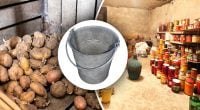 Как избавиться от влаги в погребе: простой бабушкин лайфхак, который работает