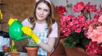 Засохшая герань оживет за три дня: какое кухонное средство точно спасет растение
