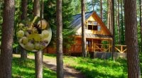 В будинки українців залітають небезпечні комахи: зʼявилися фото цих гігантів