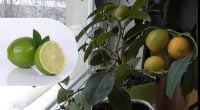 Цвіте і родить цілий рік: як виростити лайм із кісточок удома