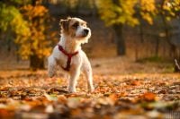 Температура підніметься до +18 градусів: зовсім скоро в Україні потеплішає