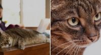 Як відучити кота залазити на стіл: ветеринар дав просту пораду