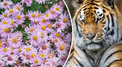 Китайский гороскоп на завтра Китайский гороскоп на завтра