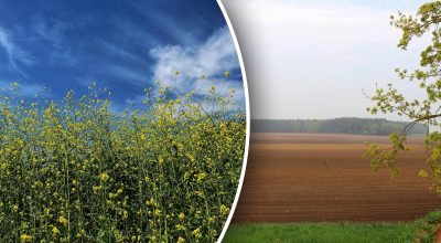 Які сидерати посіяти на городі восени Які сидерати посіяти на городі восени
