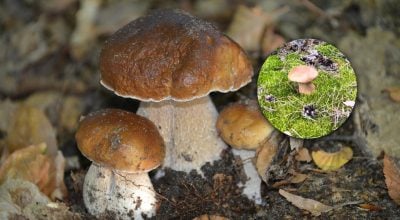 Вигляд може бути оманливим: в Україні знайшли отруйний 'білий' гриб Вигляд може бути оманливим: в Україні знайшли отруйний 'білий' гриб