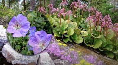 Багаторічні квіти Багаторічні квіти
