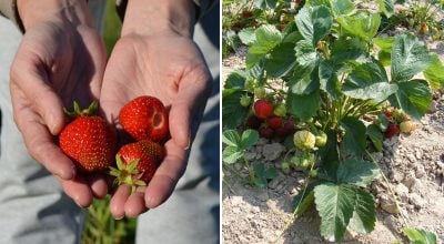 Клубника Клубника