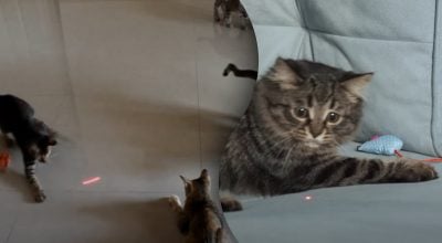 Не просто гра: чому коти ганяються за лазером та яка в цьому небезпека Не просто гра: чому коти ганяються за лазером та яка в цьому небезпека