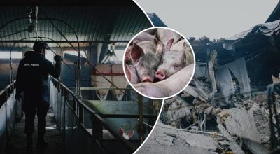 Удар, свиньи, Харковщина Удар, свиньи, Харковщина