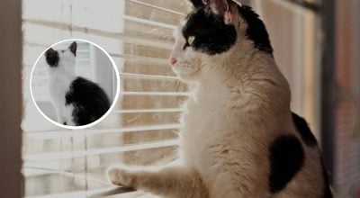 кот, коты, домашние животные, окно кот, коты, домашние животные, окно