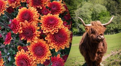 Китайский гороскоп на завтра Китайский гороскоп на завтра