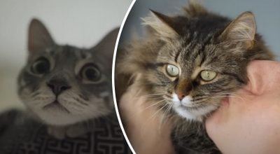 Про що думають коти, коли людина м’явкає – як вони розуміють слово Про що думають коти, коли людина м’явкає – як вони розуміють слово
