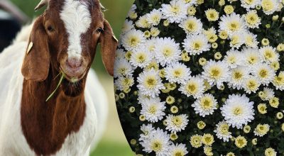 Китайский гороскоп на сегодня 12 октября: Змеям - нездоровые отношения, Козлам - неудача