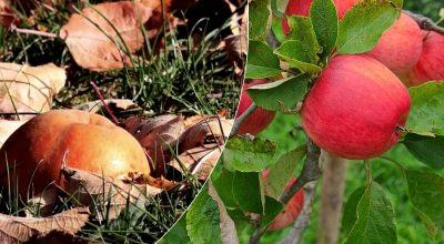 Дачники зберігають цей спосіб у секреті: що робити з опалими яблуками