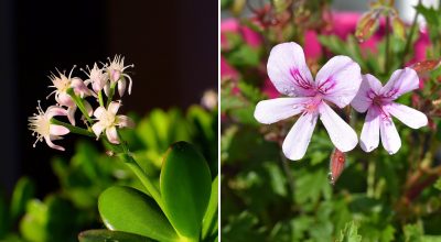 У магазині такого не купити: "бабусина" підгодівля для пишного цвітіння будь-яких рослин