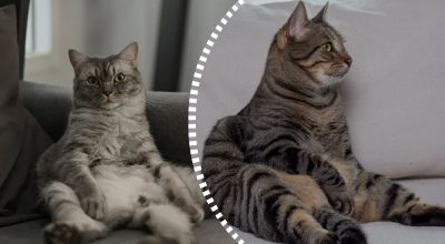 Чому коти сидять, як люди: розкрито смішну причину пози "пузом зверху"