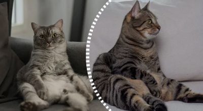 кот, кот сидит кот, кот сидит