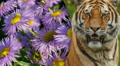Китайский гороскоп на сегодня 13 октября: Тиграм - обида, Кроликам - перемены