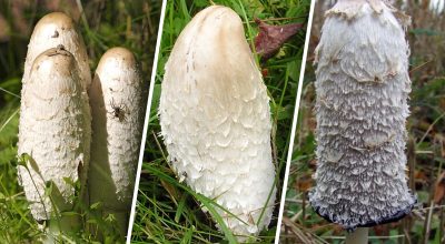 Має дивну форму: у Дніпропетровській області знайшли цікавий гриб