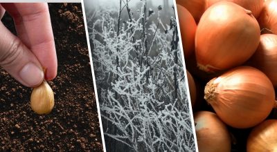 Забуті дідівські прикмети: як обрати ідеальний час для посадки озимої цибулі