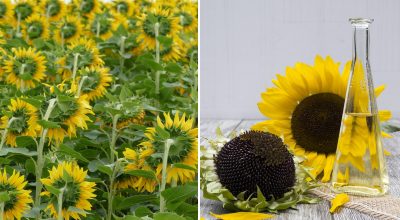 З олією можуть бути проблеми: на Україну чекає найгірший урожай соняшнику за 10 років