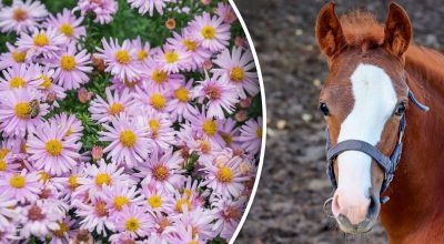 Китайский гороскоп на сегодня 14 октября: Кроликам - раздражение, Лошадям - конфликты