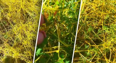 Живиться за рахунок інших: в Україні є "рослина-вампір" - який вона має вигляд