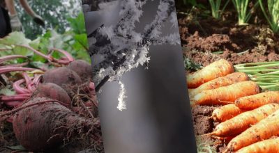 Морква та буряк принесуть рясний урожай: "золоті" дні для підзимового посіву